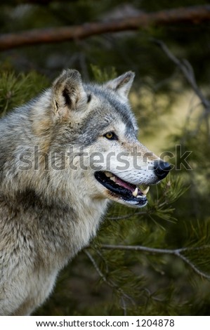 Timber Wolf (Canis lupus) - Profile Tree Background