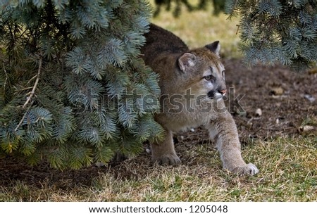 Cougar In Tree