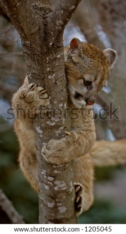 Hanging On Cougar (Felis Concolor) - motion blur