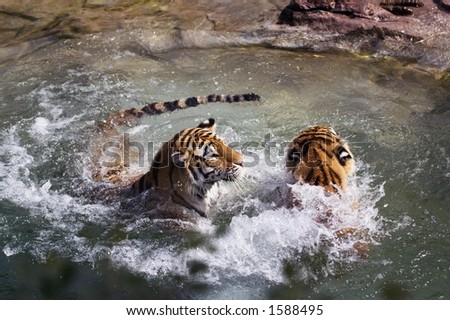 Two Tigers (Panthera tigris altaica) Play in Water