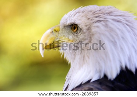 Bald Eagle (Haliaeetus leucocephalus) Profile Dark Eye
