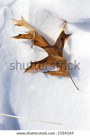 Dried up orange leaf sits on top of fresh snowfall caught on grass stem