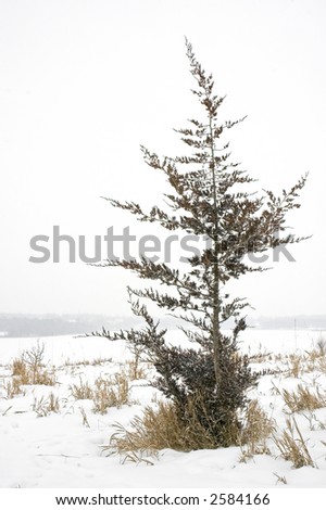 Scraggly pine tree sits on top of snowy hill during snowfall