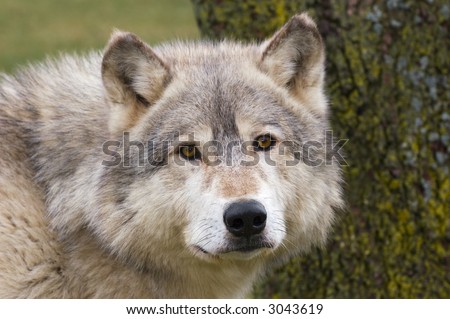 Timber Wolf (Canis lupus) stares at the viewer - tree trunk background - captive animal