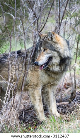 Timber Wolf (Canis lupus) in brush looks left - captive animal