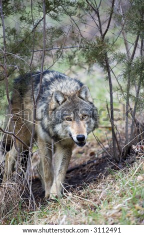 Timber Wolf (Canis lupus) creeps through brush - captive animal