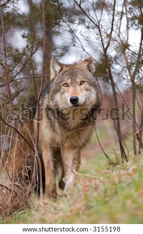 Timber Wolf (Canis lupus) in brush - captive animal