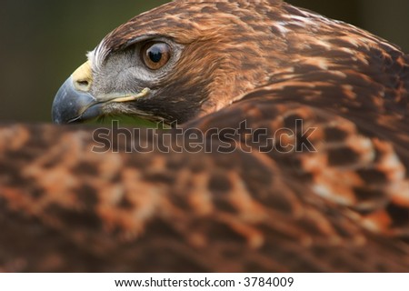 Golden Eagle (Aquila chrysaetos) Eye Over Wing - captive bird