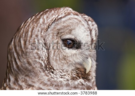 Barred Owl (Strix varia) Head - captive bird