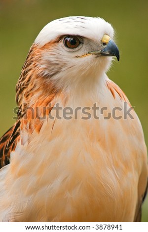 Krider\'s Hawk (Buteo jamaicensis) - captive bird
