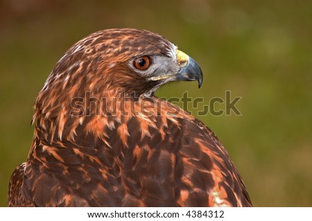Golden Eagle (Aquila chrysaetos) Looks Right - captive bird
