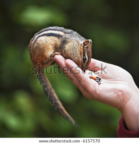 Eastern Chipmunk (Tamias striatus) Eating out of Woman\'s Hand - Green Background