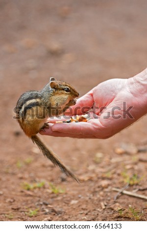 Eastern Chipmunk (Tamias striatus) Eating out of Man\'s Hand - side view