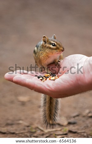 Chipmunk Hand Signs