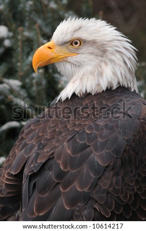 Bald Eagle (Haliaeetus leucocephalus) Looks Left - captive bird
