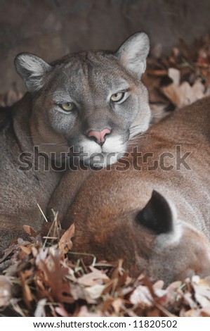 Mountain Lion (Puma concolor) Gaze - resting head on back of companion - captive animal