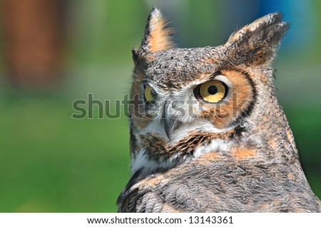 Great Horned Owl (Bubo virginianus) - horizontal with copy space to left