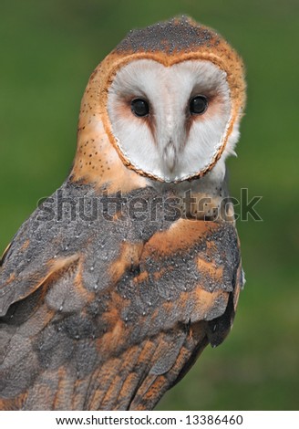 Common Barn Owl (Tyto alba) - looks forward - captive bird
