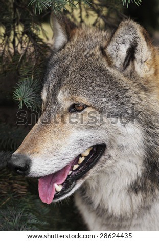 Timber Wolf (Canis lupus) Portrait Under Pine Tree - captive animal