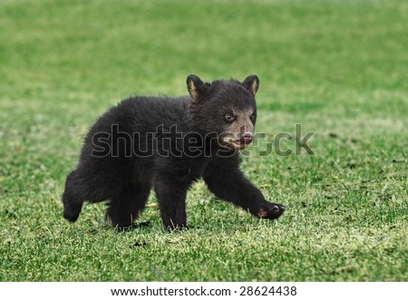 American Black Bear (Ursus americanus) Cub Runs Across Grass - captive animal, some motion blur