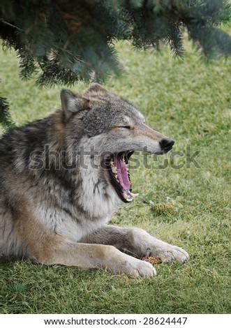 Sleepy Timber Wolf (Canis lupus) - captive animal