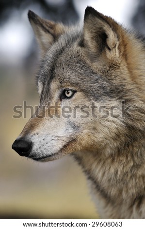 Alert Timber Wolf (Canis lupus) Portrait - captive animal