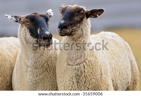 Two Sheep (Ovus aries) - focus on left sheep head