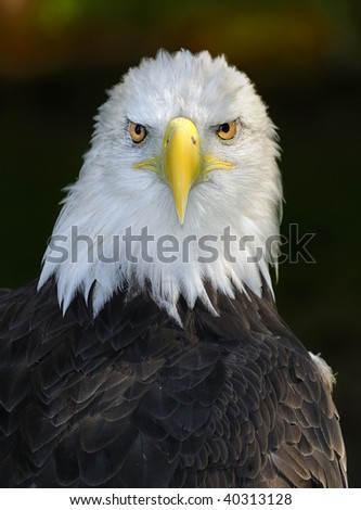 American Bald Eagle (Haliaeetus leucocephalus) Straight on Glare - vertical - captive bird