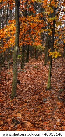 Hike the Applachian Trail - autumn on the Applachian trail in Pennsylvania