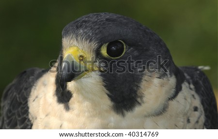 Peregrine Falcon (Falco peregrinus) Head & Shoulders - captive bird