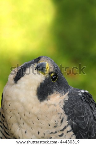 Peregrine Falcon (Falco peregrinus) Looks Up - copy space at top - captive bird
