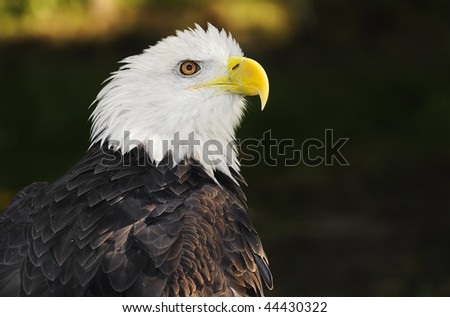 American Bald Eagle (Haliaeetus leucocephalus) Looks Up and To Right - copy space to right - captive bird