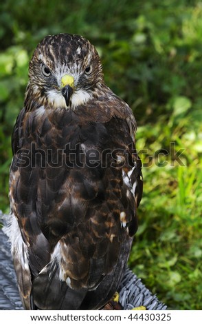 Broad-winged Hawk (Buteo platypterus) on Perch - copy space right - captive bird