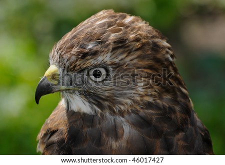 Broad-winged Hawk (Buteo platypterus) Head - captive bird