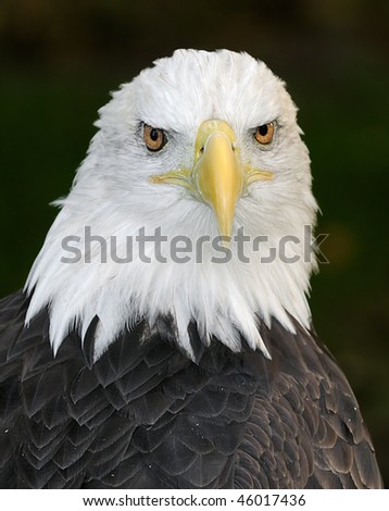 American Bald Eagle (Haliaeetus leucocephalus) - captive bird