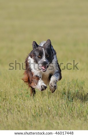 Stock Dog Runs In - dog in herding competition runs straight towards viewer - Border Collie