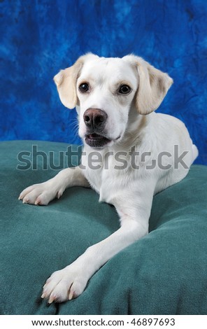 white golden retriever lab mix. stock photo : White Labrador