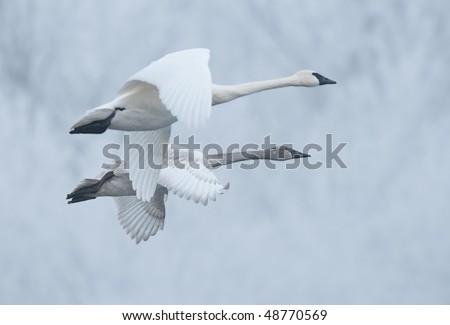 Pair of Flying Trumpeter Swans (Cygnus buccinator) - Pair of wild trumpeter swans come in for landing on frosty rivers in Minnesota - focus on far juvenile swan