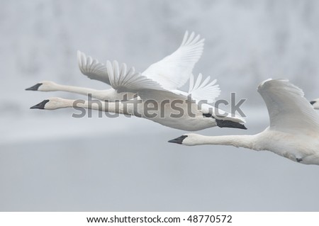 do swans fly