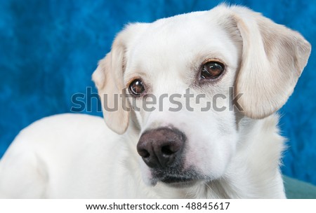 lab golden retriever mix puppies. white labrador mix puppy