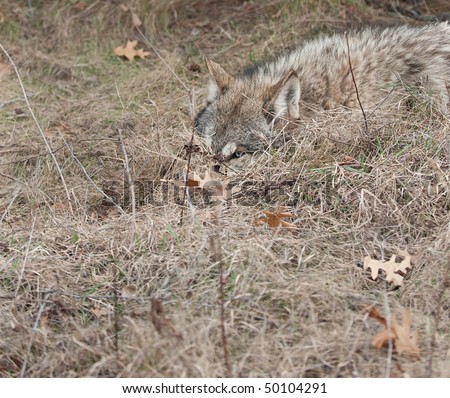Timber Wolf (Canis lupus) Hidden in the Grass - captive animal