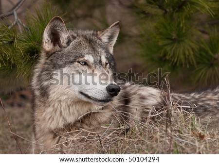 Timber Wolf (Canis lupus) Lying Down with Grass & Pine - captive animal
