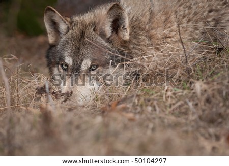 Timber Wolf (Canis lupus) Hidden in the Grass Closeup - captive animal