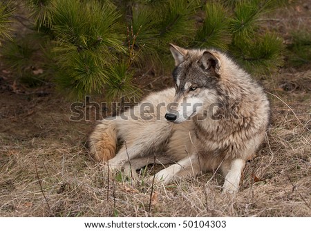 Largest Timber Wolf