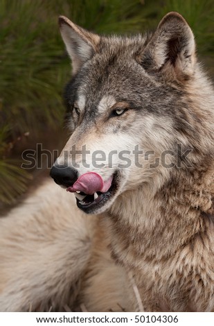 Timber Wolf (Canis lupus) Licks Chops - captive animal