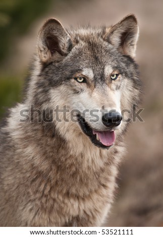Timber Wolf (Canis lupus) - captive animal