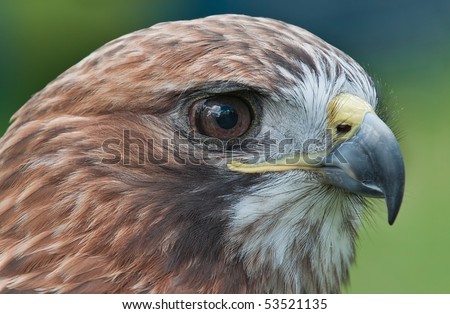 Red-Tail Hawk (Buteo jamaicensis) Head Closeup - captive bird