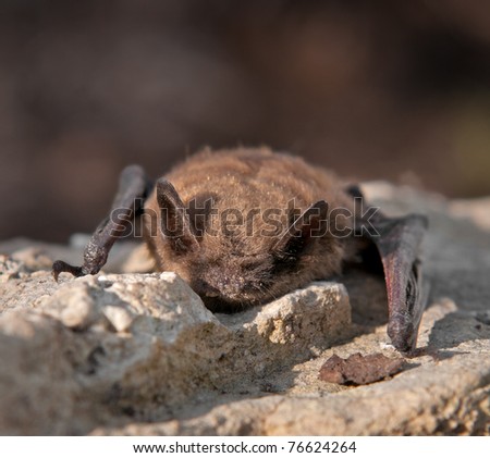 Little Brown Bat (Myotis lucifugus) - face to viewer