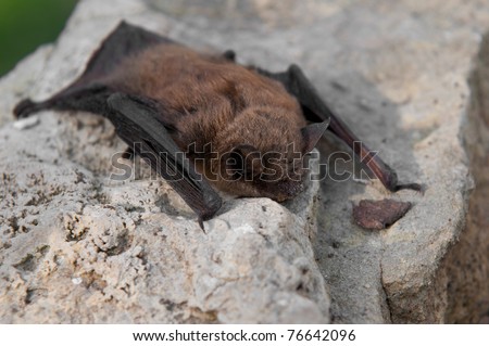 Little Brown Bat (Myotis lucifugus) - side to viewer