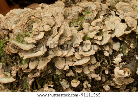Bracket Fungi (Basidiomycota) - shelf fungi growing on fallen tree